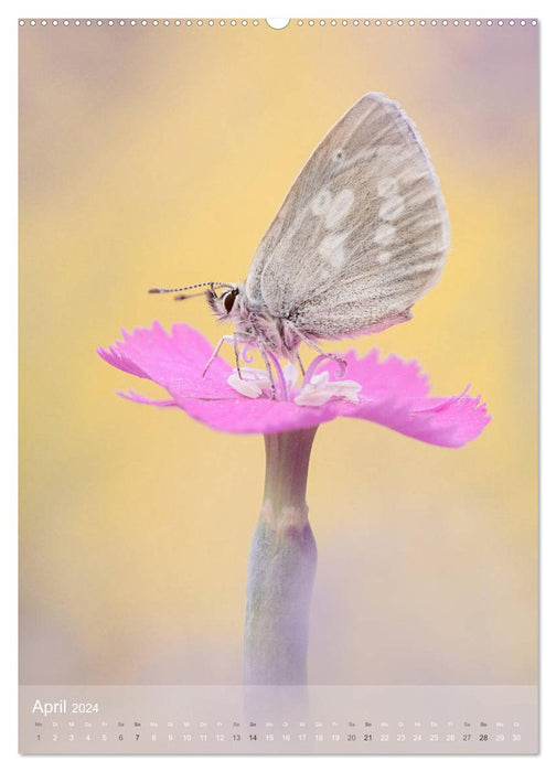Faszination Schmetterlinge (CALVENDO Premium Wandkalender 2024)