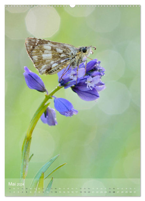 Fascination with Butterflies (CALVENDO Premium Wall Calendar 2024) 