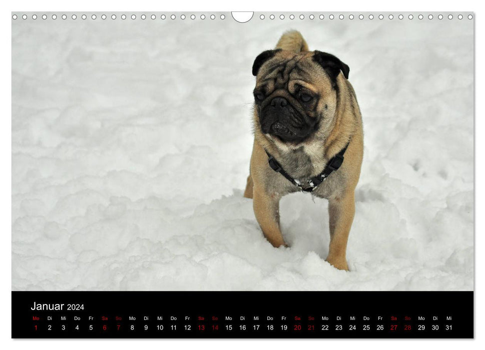 All Pug Calendar 2024 (CALVENDO Wall Calendar 2024) 