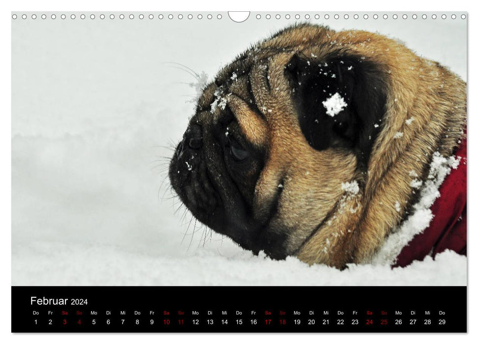 All Pug Calendar 2024 (CALVENDO Wall Calendar 2024) 