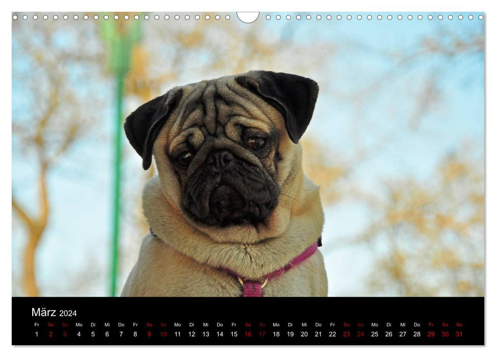 All Pug Calendar 2024 (CALVENDO Wall Calendar 2024) 