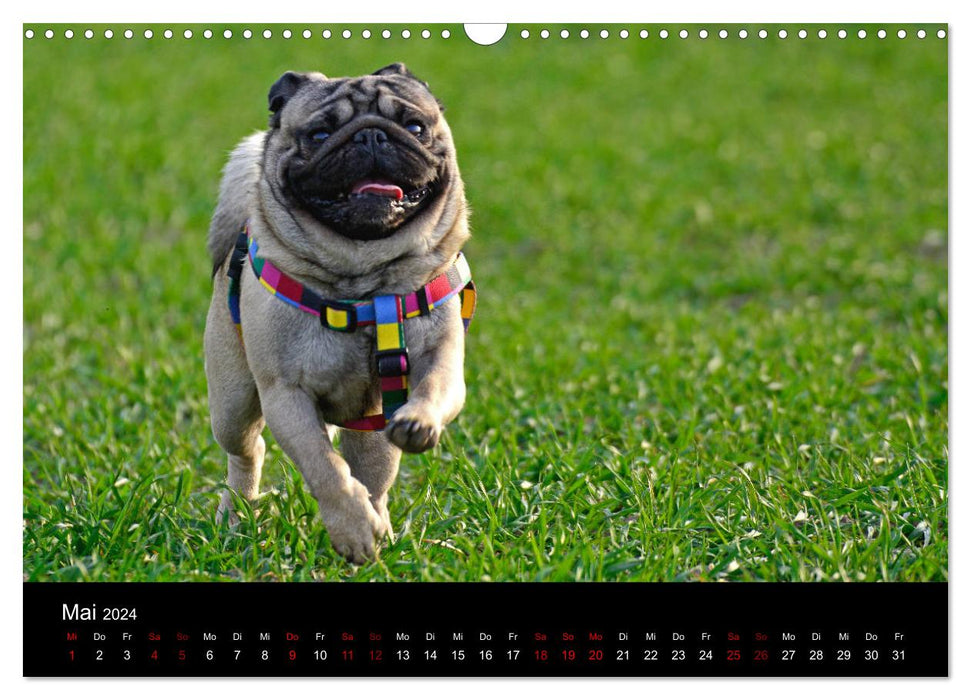 All Pug Calendar 2024 (CALVENDO Wall Calendar 2024) 