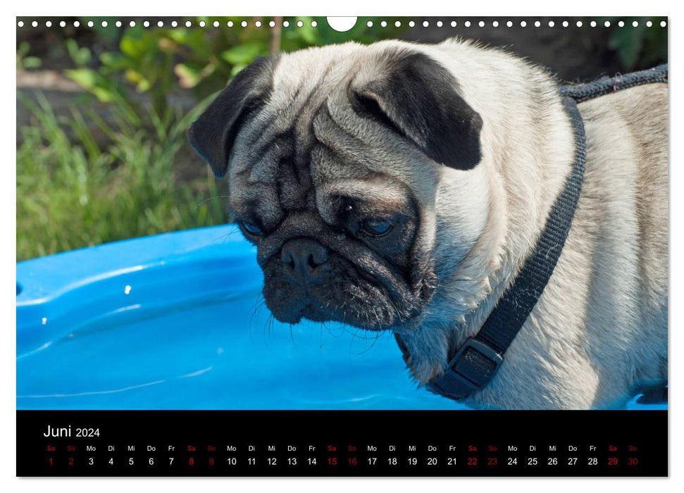 All Pug Calendar 2024 (CALVENDO Wall Calendar 2024) 