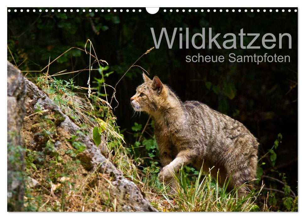 Wildcats - pattes timides de velours (Calendrier mural CALVENDO 2024) 