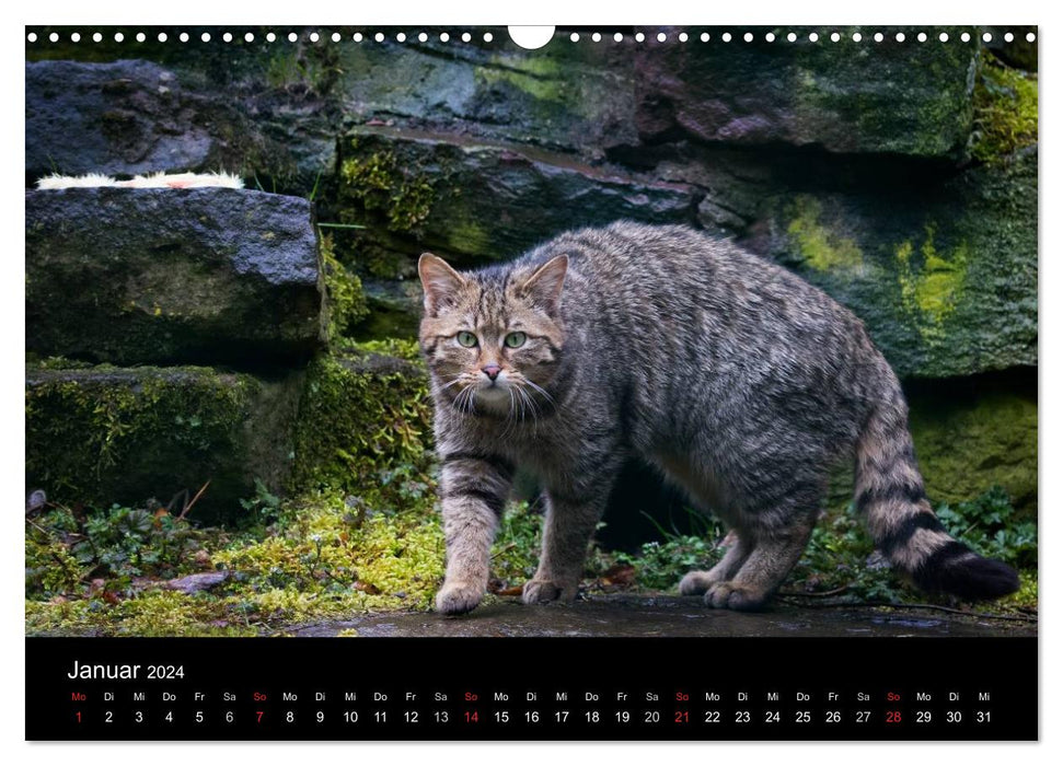 Wildcats - pattes timides de velours (Calendrier mural CALVENDO 2024) 