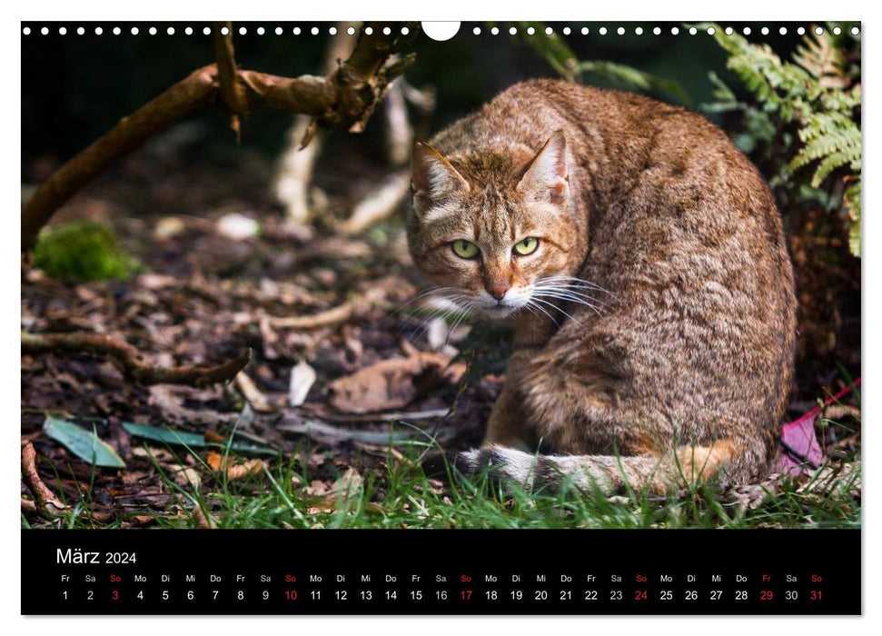 Wildcats - shy velvet paws (CALVENDO wall calendar 2024) 