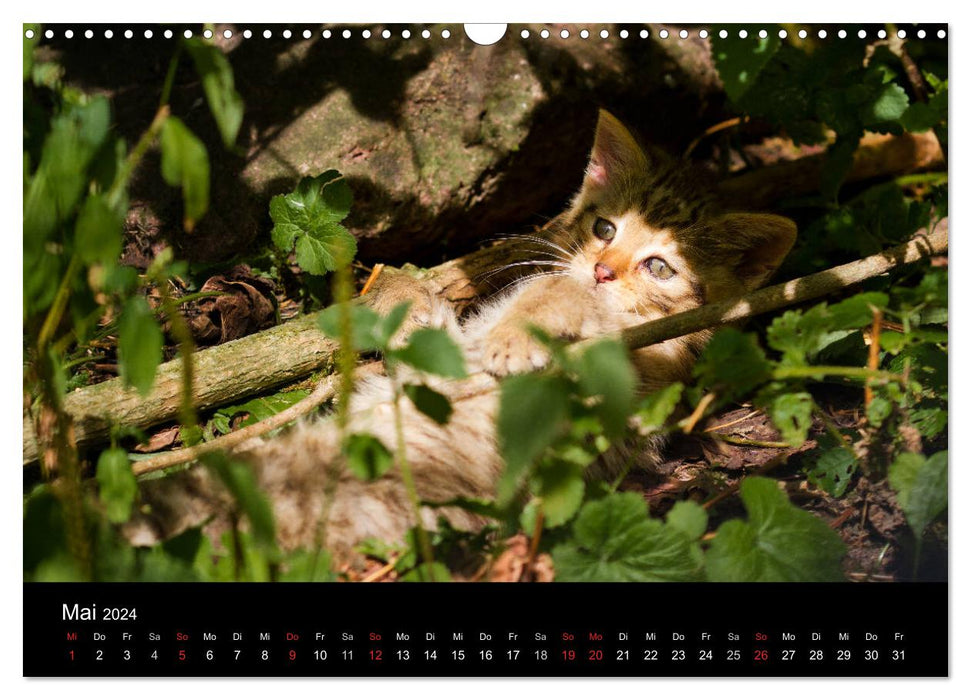 Wildkatzen - scheue Samtpfoten (CALVENDO Wandkalender 2024)