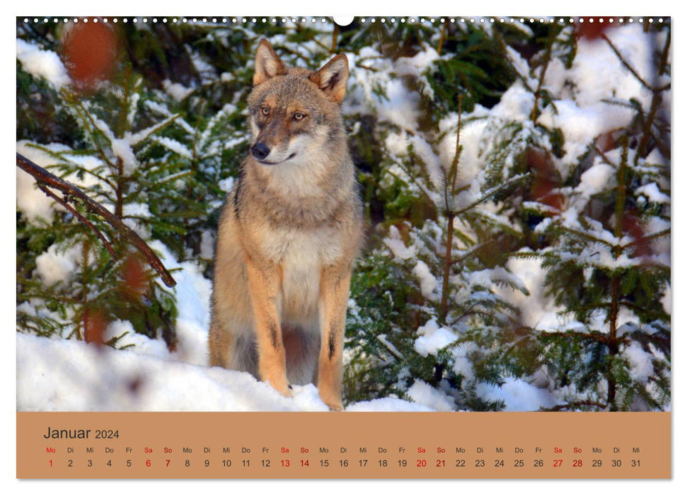 Begegnungen DER WOLF (CALVENDO Premium Wandkalender 2024)