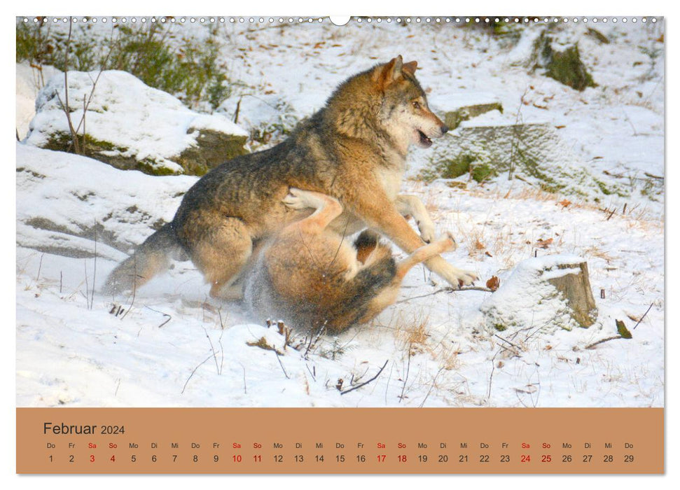 Encounters OF THE WOLF (CALVENDO Premium Wall Calendar 2024) 