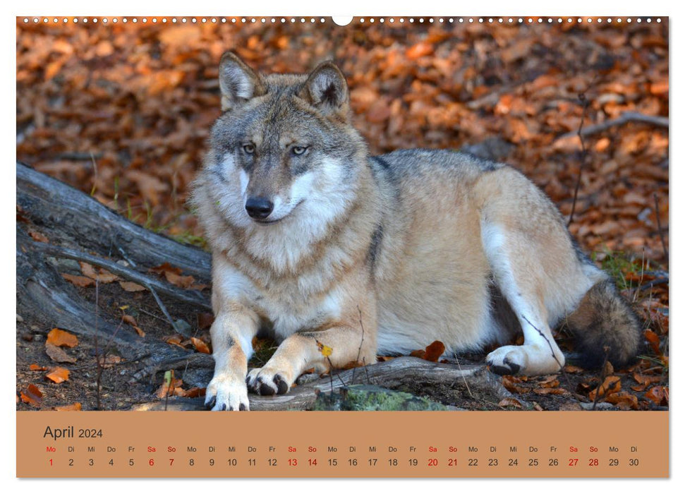 Encounters OF THE WOLF (CALVENDO Premium Wall Calendar 2024) 