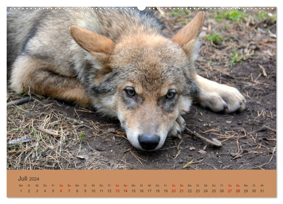 Begegnungen DER WOLF (CALVENDO Premium Wandkalender 2024)