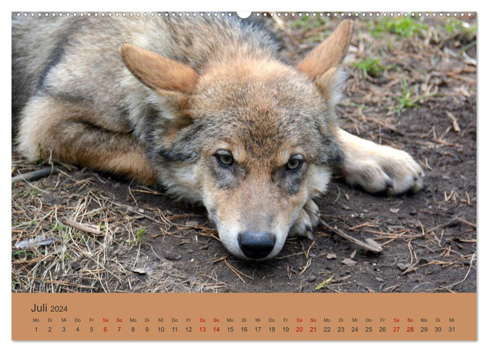 Encounters OF THE WOLF (CALVENDO Premium Wall Calendar 2024) 