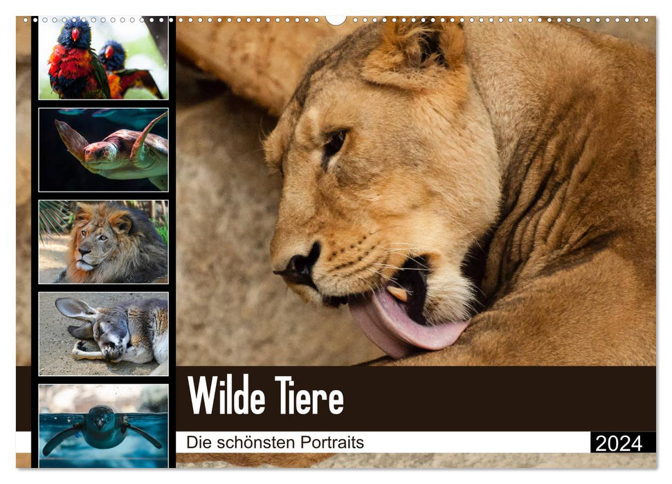 Wild animals - the most beautiful portraits (CALVENDO wall calendar 2024) 