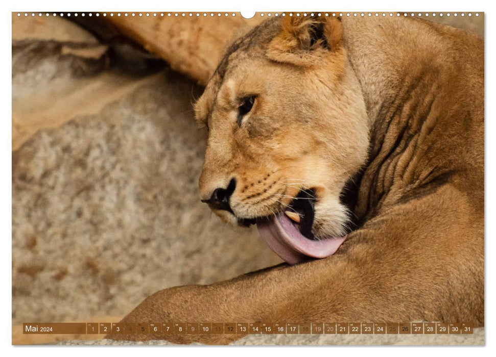 Wild animals - the most beautiful portraits (CALVENDO wall calendar 2024) 