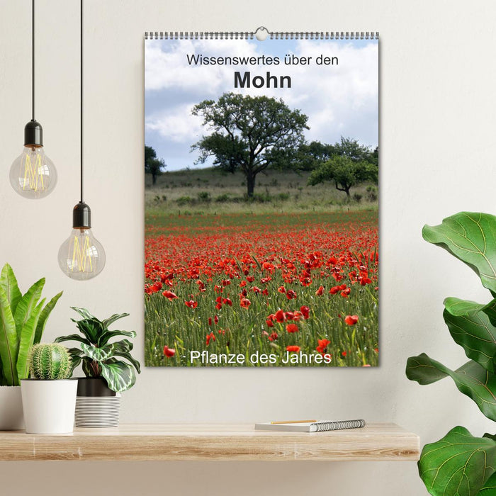 Wissenswertes über den Mohn - Pflanze des Jahres (CALVENDO Wandkalender 2024)