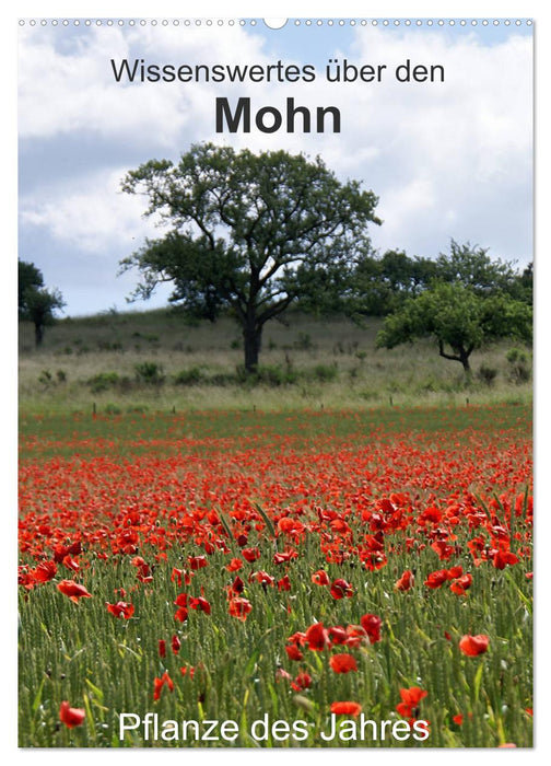 Faits intéressants sur le coquelicot - plante de l'année (calendrier mural CALVENDO 2024) 