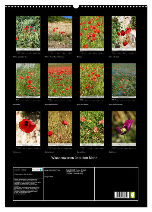 Wissenswertes über den Mohn - Pflanze des Jahres (CALVENDO Wandkalender 2024)
