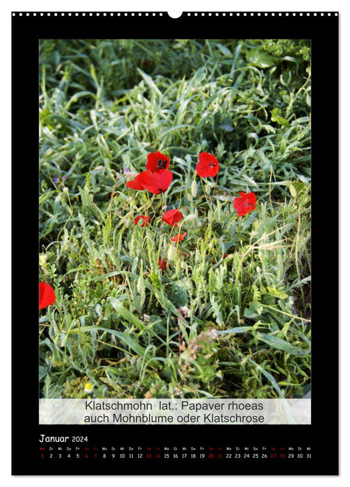 Faits intéressants sur le coquelicot - plante de l'année (calendrier mural CALVENDO 2024) 