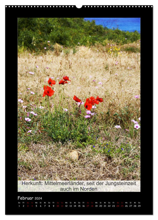 Faits intéressants sur le coquelicot - plante de l'année (calendrier mural CALVENDO 2024) 