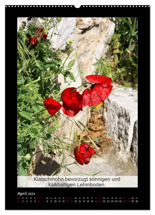 Faits intéressants sur le coquelicot - plante de l'année (calendrier mural CALVENDO 2024) 