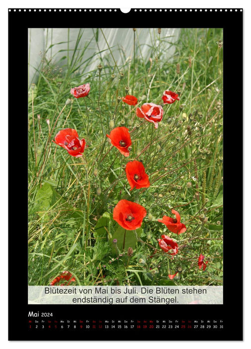 Faits intéressants sur le coquelicot - plante de l'année (calendrier mural CALVENDO 2024) 