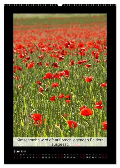 Faits intéressants sur le coquelicot - plante de l'année (calendrier mural CALVENDO 2024) 