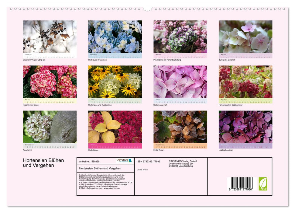 Hydrangeas bloom and fade (CALVENDO Premium Wall Calendar 2024) 