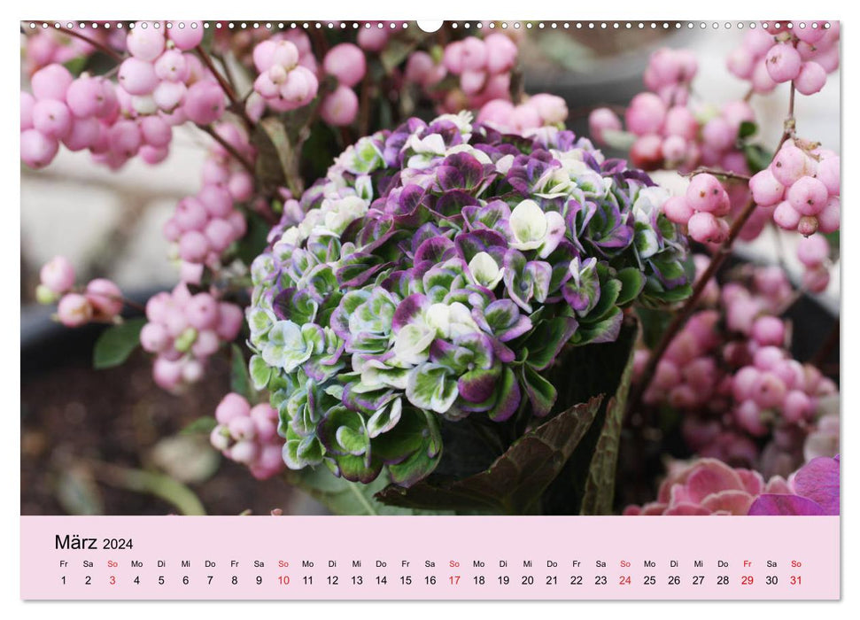 Hydrangeas bloom and fade (CALVENDO Premium Wall Calendar 2024) 