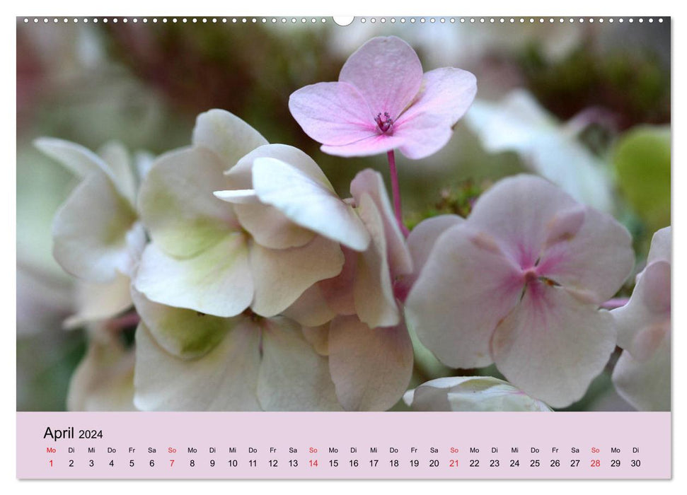 Hydrangeas bloom and fade (CALVENDO Premium Wall Calendar 2024) 