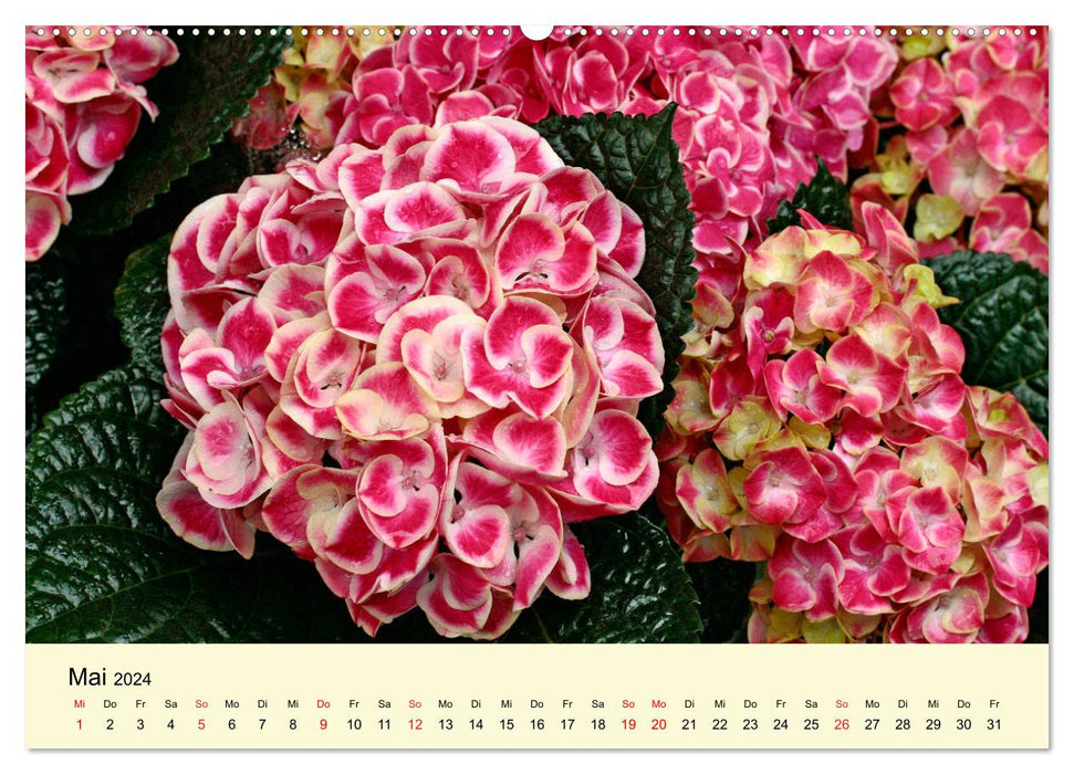 Hydrangeas bloom and fade (CALVENDO Premium Wall Calendar 2024) 