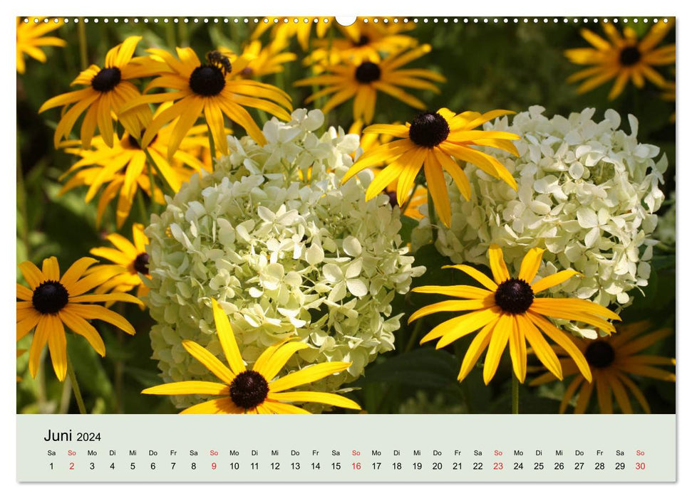 Hydrangeas bloom and fade (CALVENDO Premium Wall Calendar 2024) 
