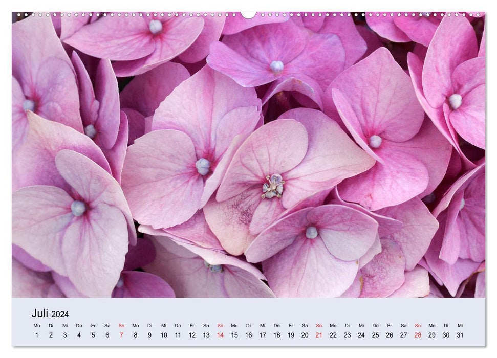 Hydrangeas bloom and fade (CALVENDO Premium Wall Calendar 2024) 