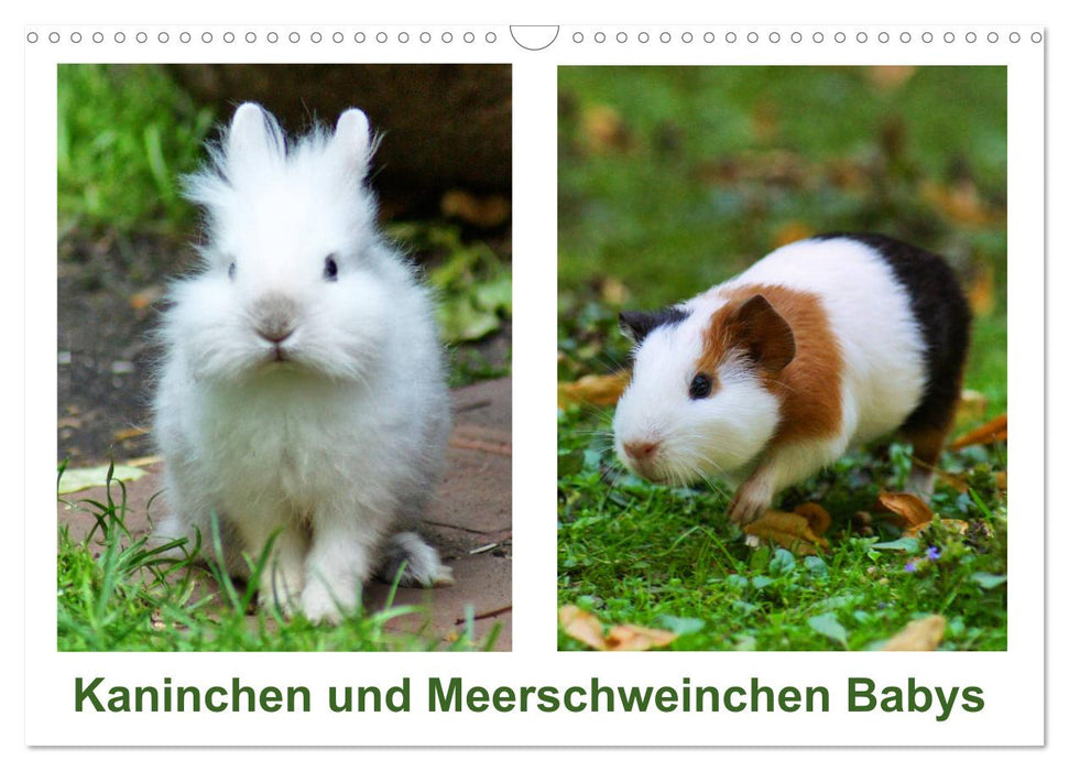 Rabbit and guinea pig babies (CALVENDO wall calendar 2024) 