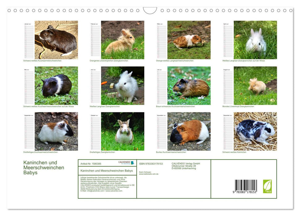Kaninchen und Meerschweinchen Babys (CALVENDO Wandkalender 2024)
