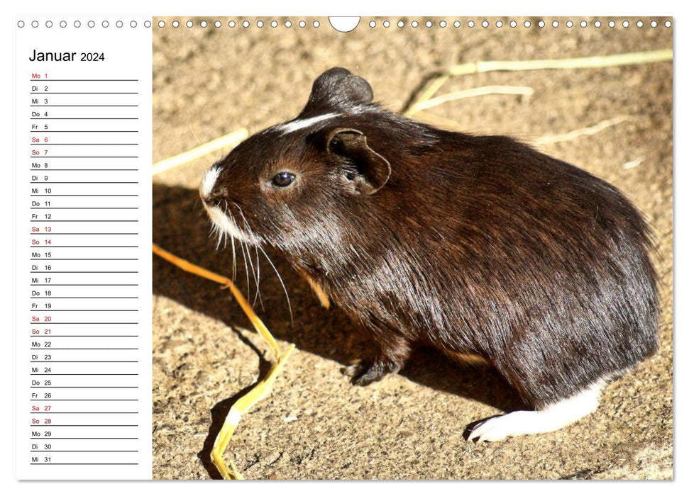 Rabbit and guinea pig babies (CALVENDO wall calendar 2024) 