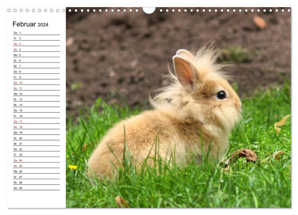 Rabbit and guinea pig babies (CALVENDO wall calendar 2024) 