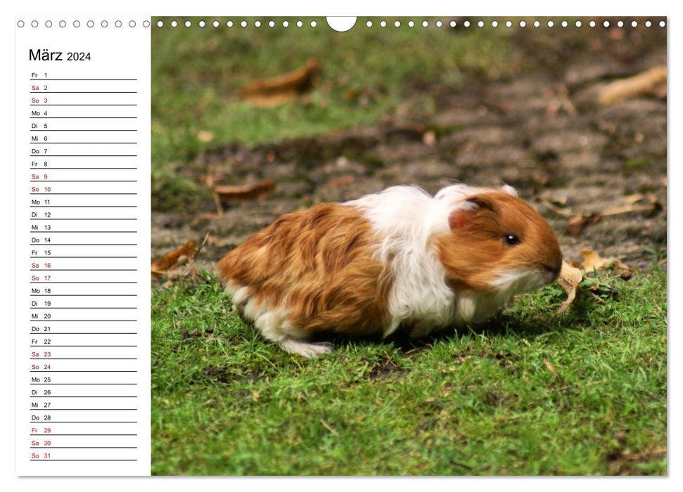 Rabbit and guinea pig babies (CALVENDO wall calendar 2024) 