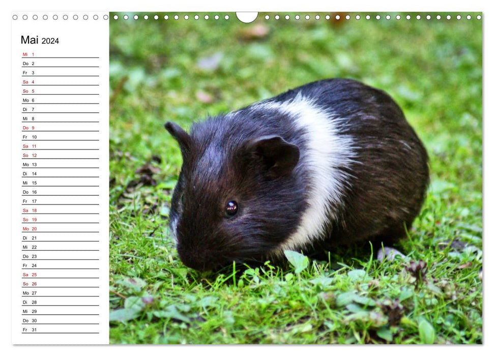 Rabbit and guinea pig babies (CALVENDO wall calendar 2024) 