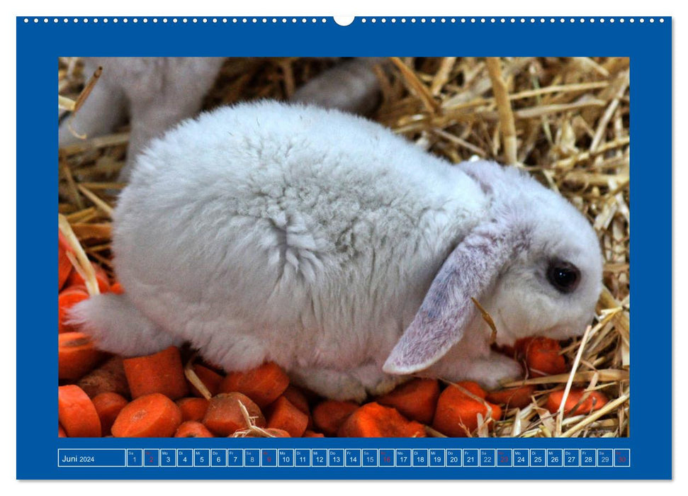 Cute rabbits (CALVENDO Premium Wall Calendar 2024) 