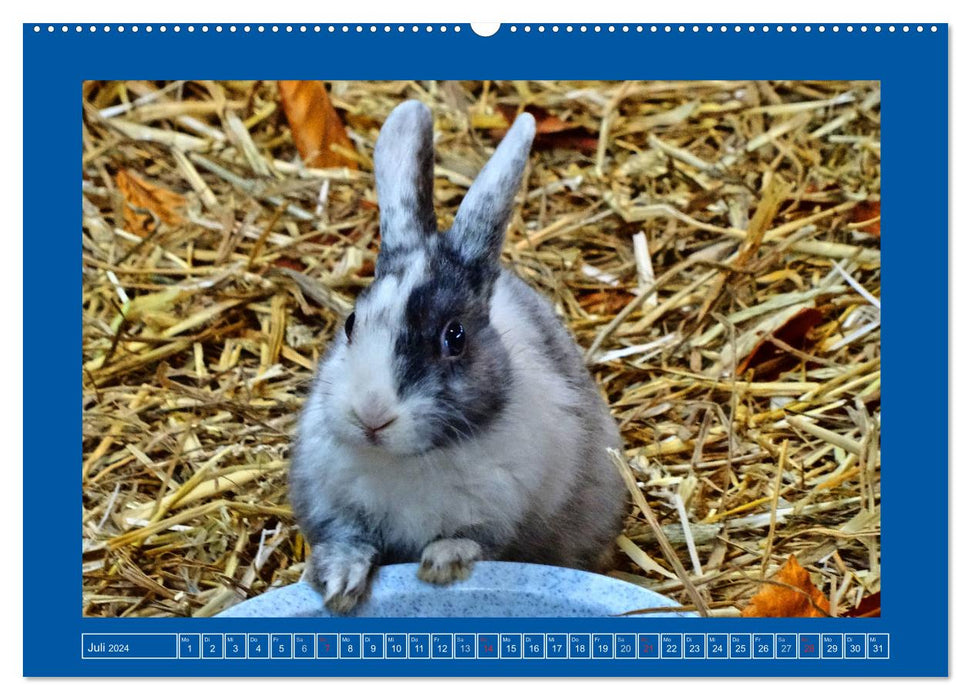 Cute rabbits (CALVENDO Premium Wall Calendar 2024) 