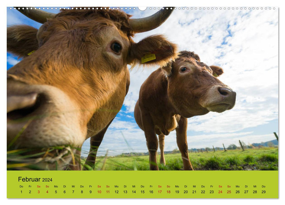 Êtes-vous vache? (Calendrier mural CALVENDO 2024) 