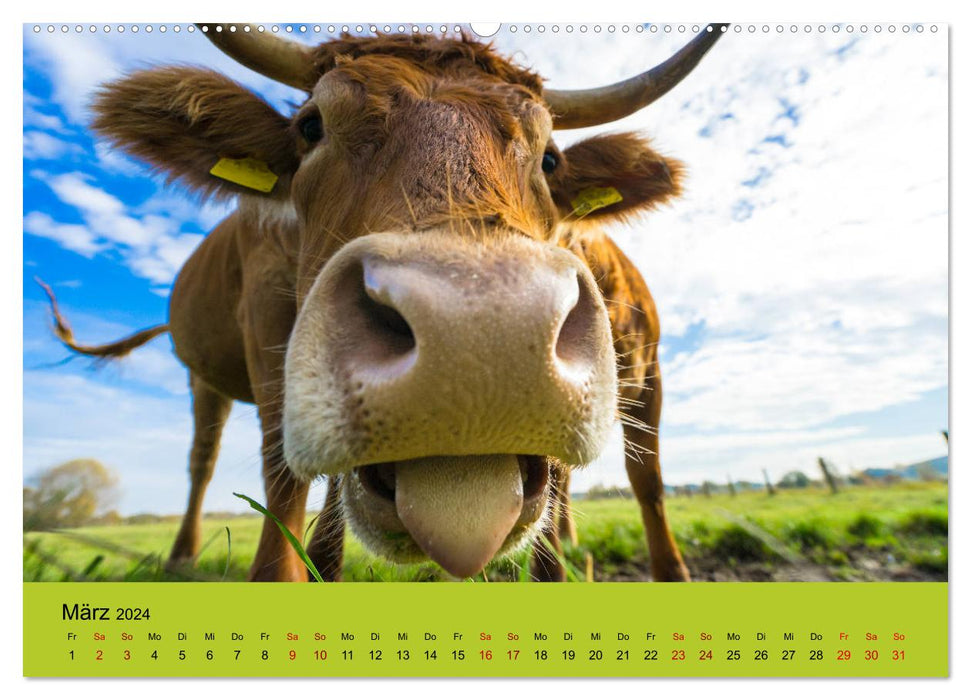 Êtes-vous vache? (Calendrier mural CALVENDO 2024) 