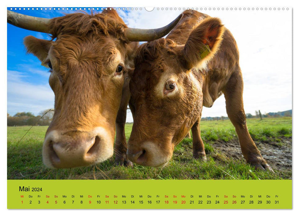 Êtes-vous vache? (Calendrier mural CALVENDO 2024) 