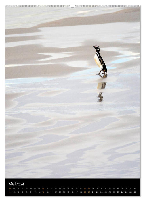 Bonjour pingouin (Calendrier mural CALVENDO 2024) 