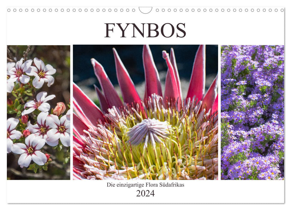 Fynbos - The unique flora of South Africa (CALVENDO wall calendar 2024) 