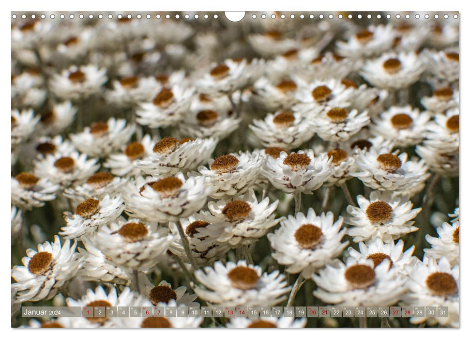 Fynbos - The unique flora of South Africa (CALVENDO wall calendar 2024) 