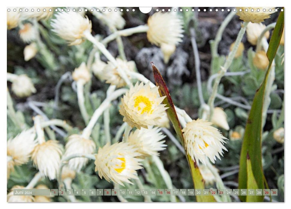 Fynbos - The unique flora of South Africa (CALVENDO wall calendar 2024) 
