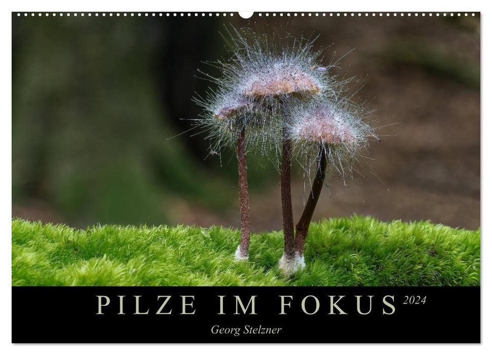 MUSHROOMS IN FOCUS 2024 (CALVENDO wall calendar 2024) 