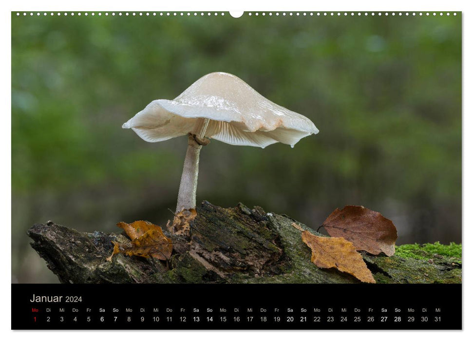 MUSHROOMS IN FOCUS 2024 (CALVENDO wall calendar 2024) 