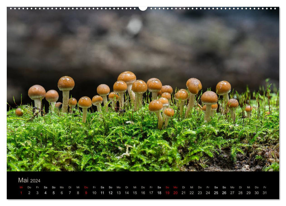 MUSHROOMS IN FOCUS 2024 (CALVENDO wall calendar 2024) 